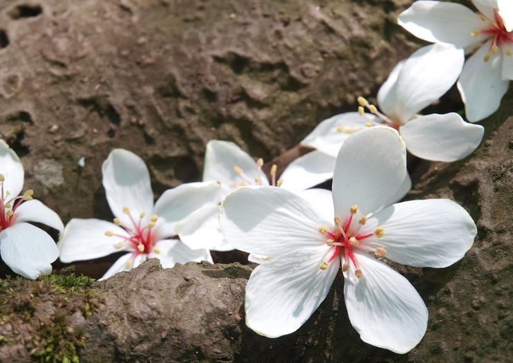 Tucheng Tung Blossom Trail